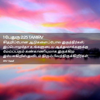 Picture 02 - 1 பேதுரு 2:25 TAMIRV - சிதறிப்போன - Bible Verse Picture