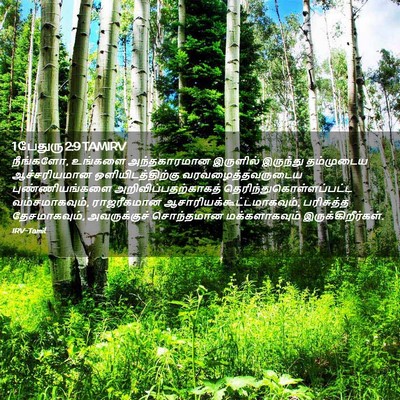Picture 02 - 1 பேதுரு 2:9 TAMIRV - நீங்களோ, உங்களை - Bible Verse Picture