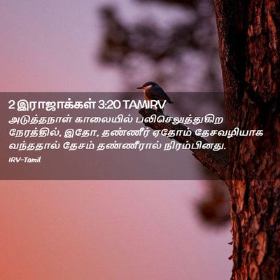 Picture 02 - 2 இராஜாக்கள் 3:20 TAMIRV - அடுத்தநாள் - Bible Verse Picture