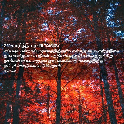 Picture 02 - 2 கொரிந்தியர் 4:11 TAMIRV - எப்படியென்றால், - Bible Verse Picture