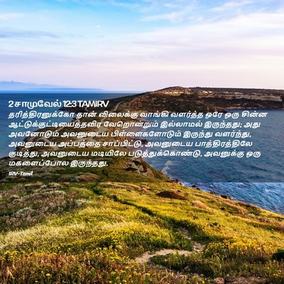 Picture 02 - 2 சாமுவேல் 12:3 TAMIRV - தரித்திரனுக்கோ - Bible Verse Picture