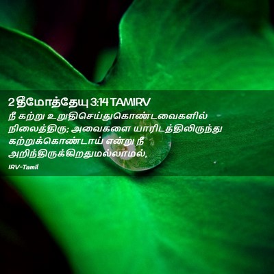 Picture 02 - 2 தீமோத்தேயு 3:14 TAMIRV - நீ கற்று - Bible Verse Picture