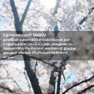 Picture 02 - 2 நாளாகமம் 1:1 TAMIRV - தாவீதின் மகனாகிய - Bible Verse Picture