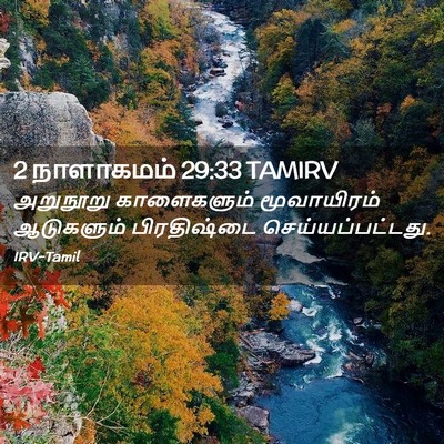 Picture 02 - 2 நாளாகமம் 29:33 TAMIRV - அறுநூறு காளைகளும் - Bible Verse Picture