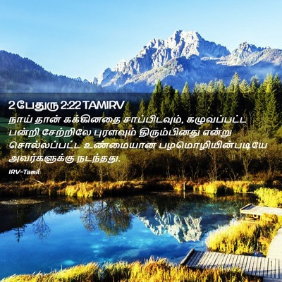 Picture 02 - 2 பேதுரு 2:22 TAMIRV - நாய் தான் - Bible Verse Picture