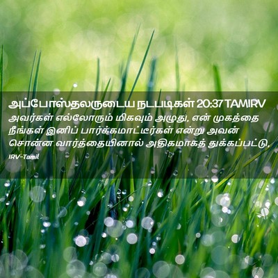 Picture 02 - அப்போஸ்தலருடைய நடபடிகள் 20:37 TAMIRV - அவர்கள் எல்லோரும் - Bible Verse Picture