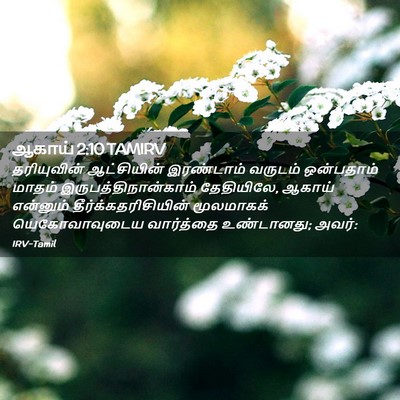 Picture 02 - ஆகாய் 2:10 TAMIRV - தரியுவின் - Bible Verse Picture