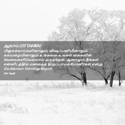 Picture 02 - ஆகாய் 2:17 TAMIRV -  - Bible Verse Picture