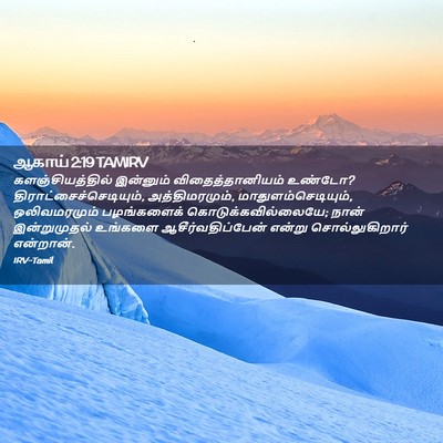 Picture 02 - ஆகாய் 2:19 TAMIRV - களஞ்சியத்தில் - Bible Verse Picture