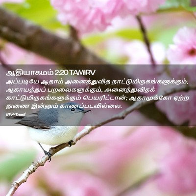 Picture 02 - ஆதியாகமம் 2:20 TAMIRV - அப்படியே ஆதாம் - Bible Verse Picture
