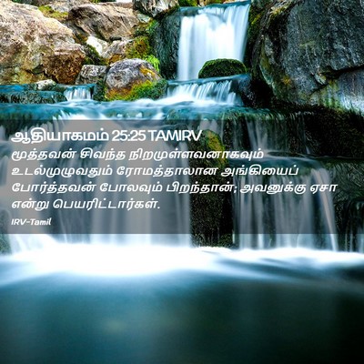 Picture 02 - ஆதியாகமம் 25:25 TAMIRV - மூத்தவன் சிவந்த - Bible Verse Picture