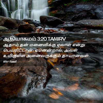 Picture 02 - ஆதியாகமம் 3:20 TAMIRV - ஆதாம் தன் - Bible Verse Picture