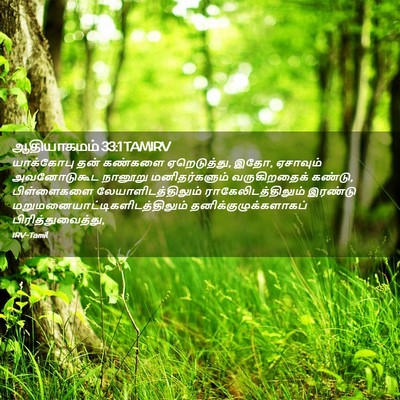 Picture 02 - ஆதியாகமம் 33:1 TAMIRV - யாக்கோபு தன் - Bible Verse Picture