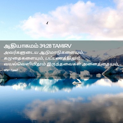 Picture 02 - ஆதியாகமம் 34:28 TAMIRV - அவர்களுடைய - Bible Verse Picture