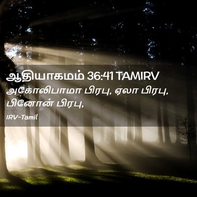 Picture 02 - ஆதியாகமம் 36:41 TAMIRV - அகோலிபாமா பிரபு, - Bible Verse Picture