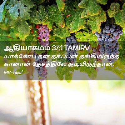 Picture 02 - ஆதியாகமம் 37:1 TAMIRV - யாக்கோபு தன் - Bible Verse Picture
