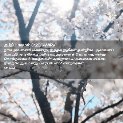 Picture 02 - ஆதியாகமம் 37:20 TAMIRV - நாம் அவனைக் - Bible Verse Picture