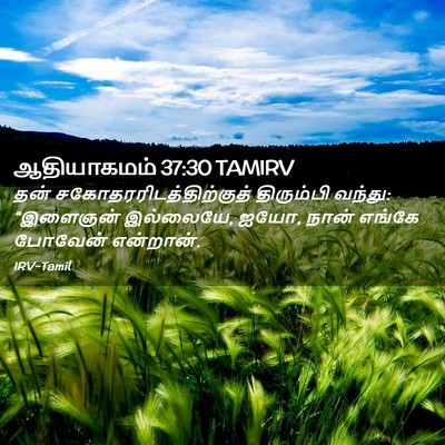 Picture 02 - ஆதியாகமம் 37:30 TAMIRV - தன் - Bible Verse Picture