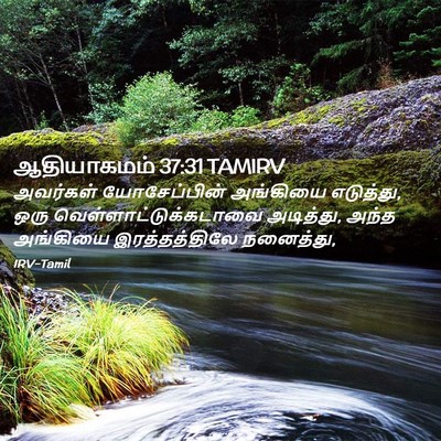 Picture 02 - ஆதியாகமம் 37:31 TAMIRV - அவர்கள் - Bible Verse Picture
