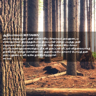 Picture 02 - ஆதியாகமம் 38:11 TAMIRV - அப்பொழுது யூதா, - Bible Verse Picture