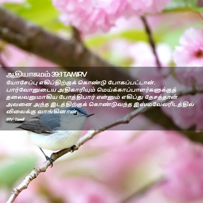Picture 02 - ஆதியாகமம் 39:1 TAMIRV - யோசேப்பு - Bible Verse Picture
