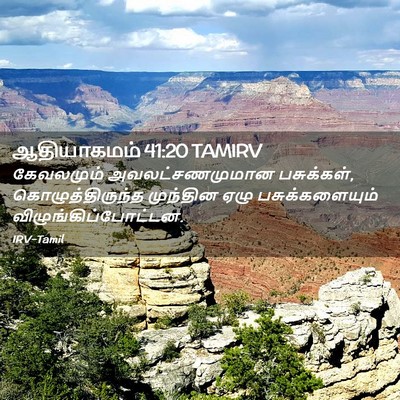Picture 02 - ஆதியாகமம் 41:20 TAMIRV - கேவலமும் - Bible Verse Picture