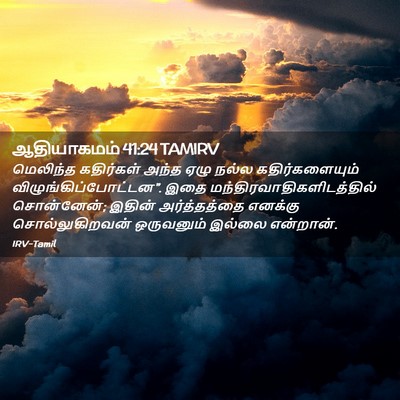 Picture 02 - ஆதியாகமம் 41:24 TAMIRV - மெலிந்த கதிர்கள் - Bible Verse Picture