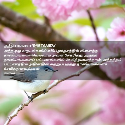 Picture 02 - ஆதியாகமம் 41:48 TAMIRV - அந்த ஏழு - Bible Verse Picture