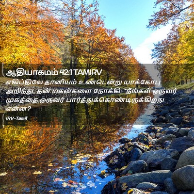Picture 02 - ஆதியாகமம் 42:1 TAMIRV - எகிப்திலே தானியம் - Bible Verse Picture