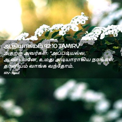 Picture 02 - ஆதியாகமம் 42:10 TAMIRV - அதற்கு அவர்கள்: - Bible Verse Picture