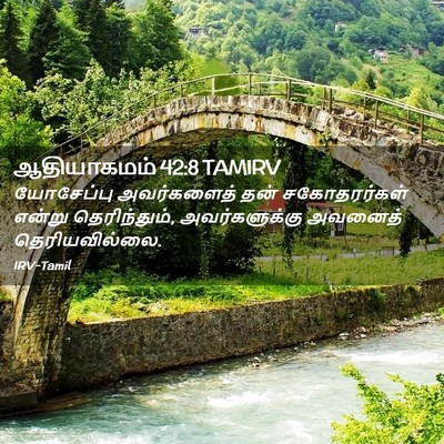 Picture 02 - ஆதியாகமம் 42:8 TAMIRV - யோசேப்பு - Bible Verse Picture