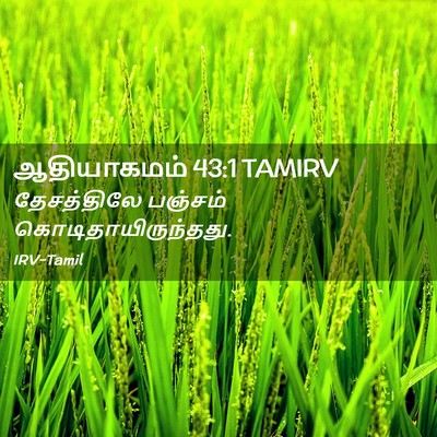 Picture 02 - ஆதியாகமம் 43:1 TAMIRV - தேசத்திலே பஞ்சம் - Bible Verse Picture