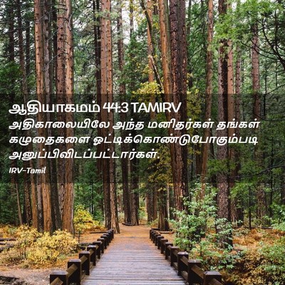 Picture 02 - ஆதியாகமம் 44:3 TAMIRV - அதிகாலையிலே அந்த - Bible Verse Picture