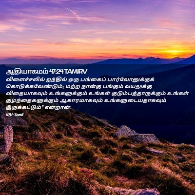 Picture 02 - ஆதியாகமம் 47:24 TAMIRV - விளைச்சலில் - Bible Verse Picture