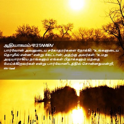 Picture 02 - ஆதியாகமம் 47:3 TAMIRV - பார்வோன் அவனுடைய - Bible Verse Picture