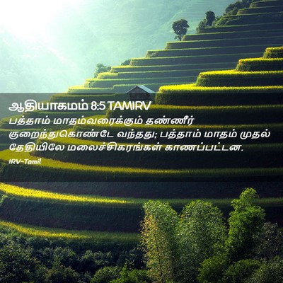 Picture 02 - ஆதியாகமம் 8:5 TAMIRV - பத்தாம் - Bible Verse Picture