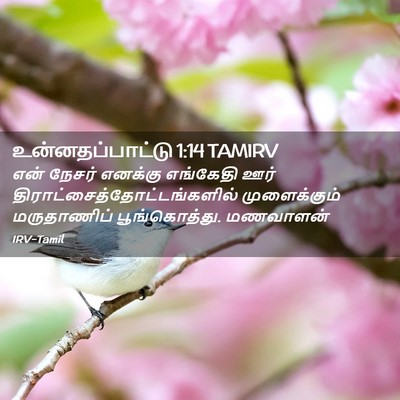 Picture 02 - உன்னதப்பாட்டு 1:14 TAMIRV - என் நேசர் எனக்கு - Bible Verse Picture