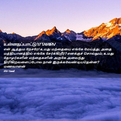 Picture 02 - உன்னதப்பாட்டு 1:7 TAMIRV - என் ஆத்தும நேசரே! - Bible Verse Picture