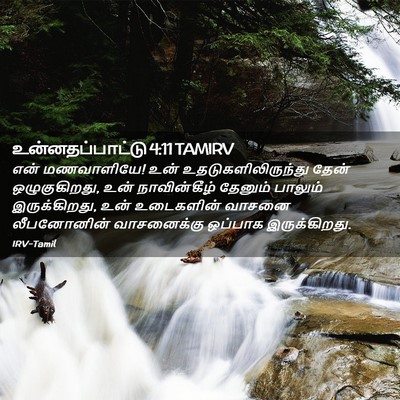 Picture 02 - உன்னதப்பாட்டு 4:11 TAMIRV - என் மணவாளியே! உன் - Bible Verse Picture