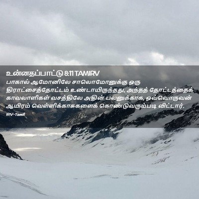Picture 02 - உன்னதப்பாட்டு 8:11 TAMIRV - பாகால் ஆமோனிலே - Bible Verse Picture