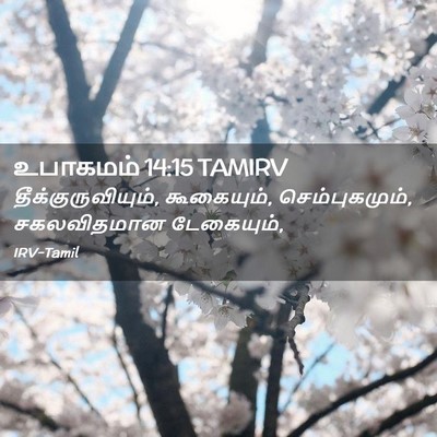 Picture 02 - உபாகமம் 14:15 TAMIRV - தீக்குருவியும், - Bible Verse Picture