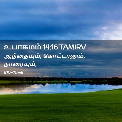 Picture 02 - உபாகமம் 14:16 TAMIRV - ஆந்தையும், - Bible Verse Picture