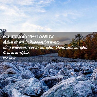 Picture 02 - உபாகமம் 14:4 TAMIRV - நீங்கள் - Bible Verse Picture