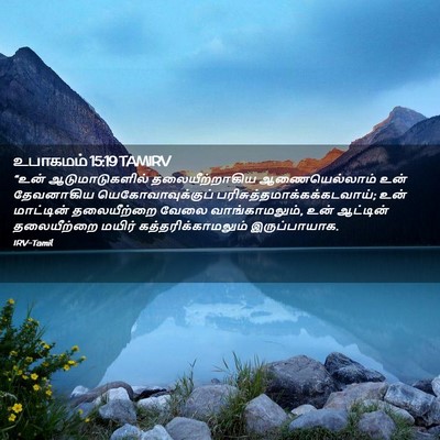 Picture 02 - உபாகமம் 15:19 TAMIRV - “உன் ஆடுமாடுகளில் - Bible Verse Picture