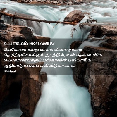 Picture 02 - உபாகமம் 16:2 TAMIRV - யெகோவா தமது நாமம் - Bible Verse Picture