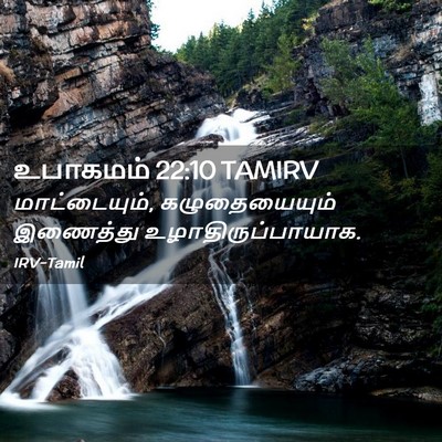 Picture 02 - உபாகமம் 22:10 TAMIRV - மாட்டையும், - Bible Verse Picture