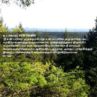 Picture 02 - உபாகமம் 24:19 TAMIRV - “நீ உன் பயிரை - Bible Verse Picture
