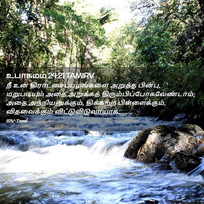 Picture 02 - உபாகமம் 24:21 TAMIRV - நீ உன் - Bible Verse Picture