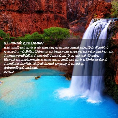 Picture 02 - உபாகமம் 28:31 TAMIRV - உன் மாடுகள் உன் - Bible Verse Picture