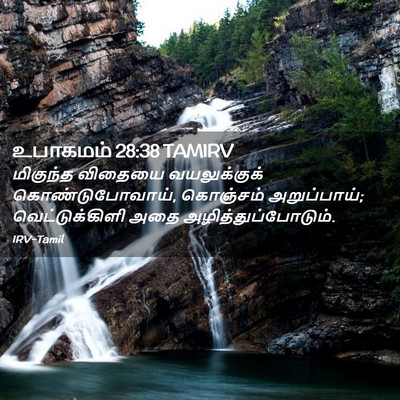 Picture 02 - உபாகமம் 28:38 TAMIRV - மிகுந்த விதையை - Bible Verse Picture
